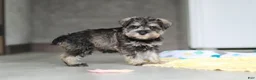Miniature Schnauzer dogs for sale: Clementine - Ad 8