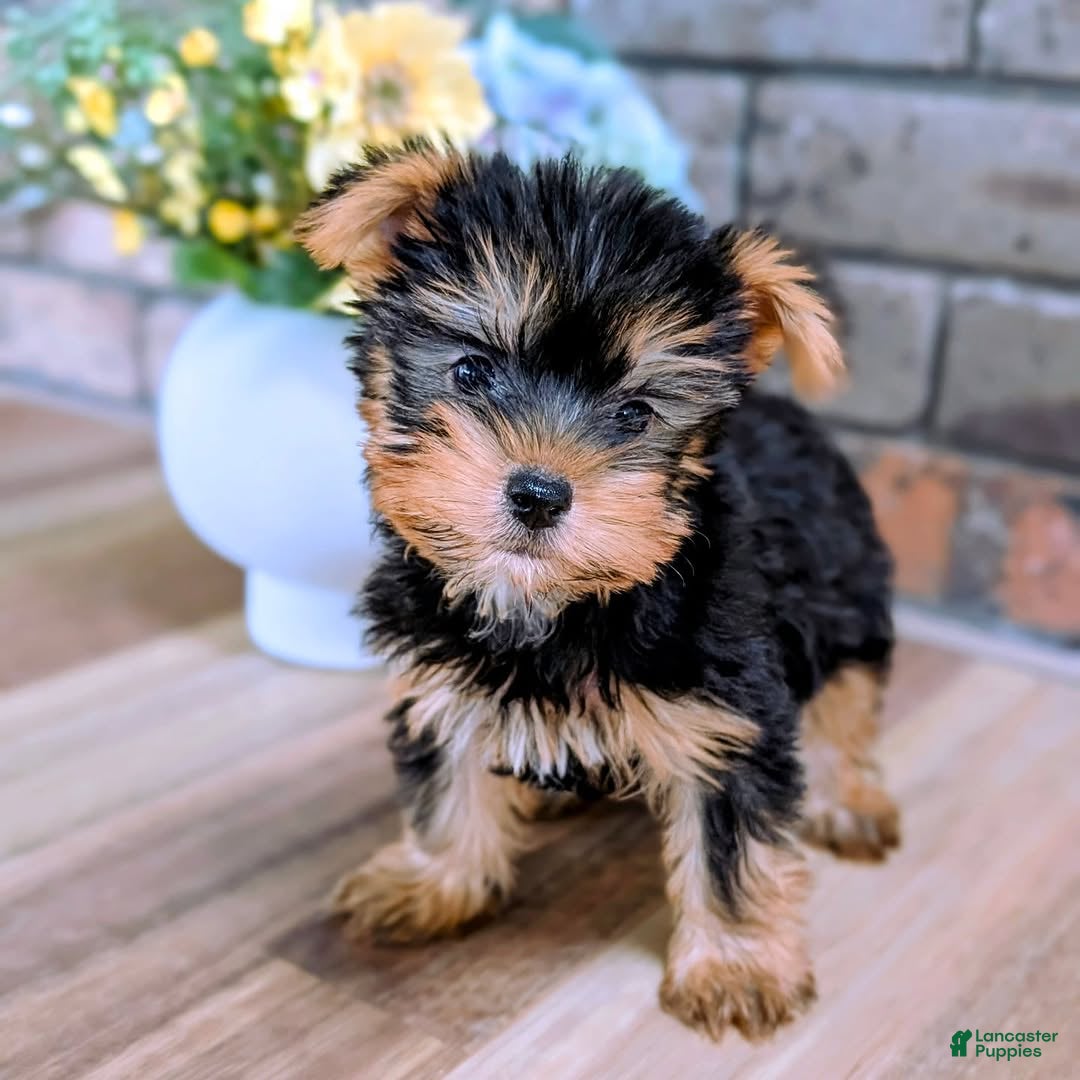 Yorkshire Terrier dogs Rolex - Ad 26
