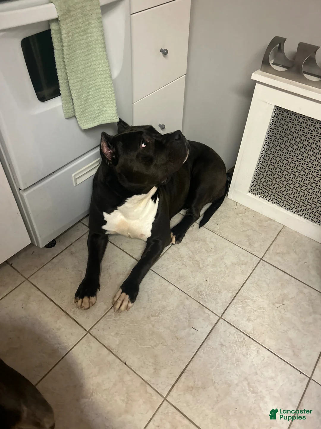 American Bully dogs for sale: American Bully Puppy 3 - Ad 2