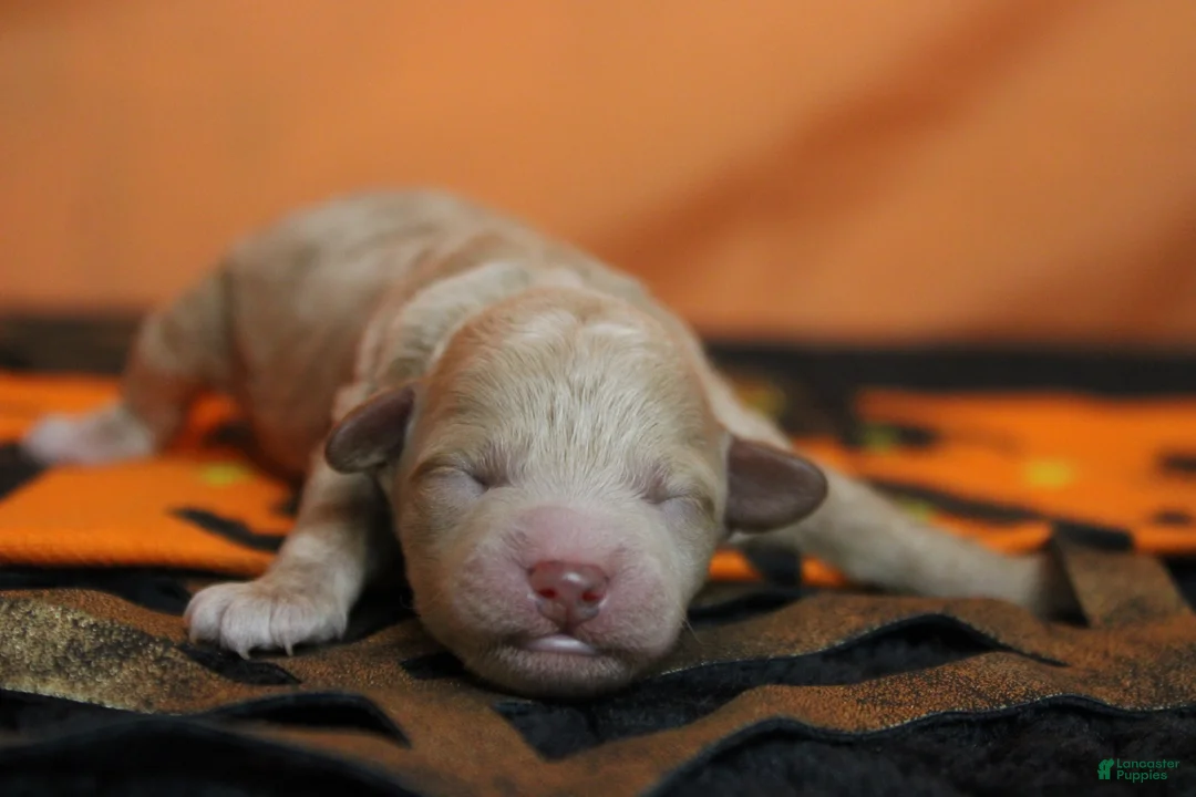 Havapoo dogs for sale: Aramis  - Ad 1