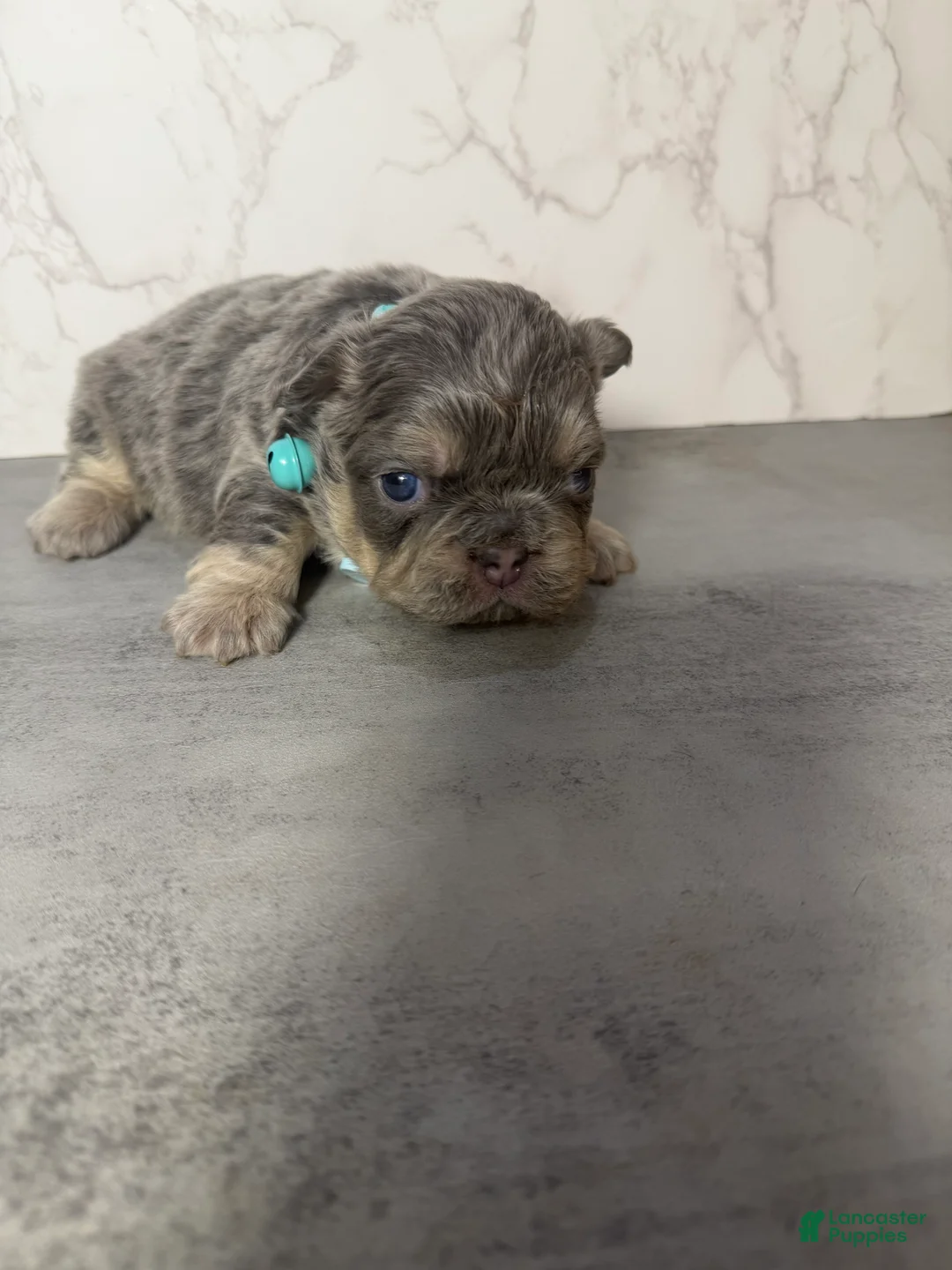 French Bulldog dogs for sale: Genius - Ad 1