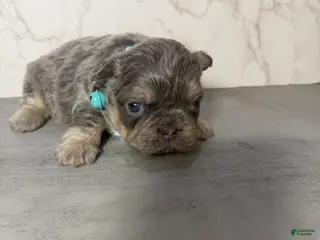 French Bulldog dogs Genius - Ad 8