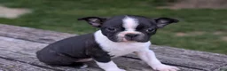Boston Terrier dogs for sale: Pansy - Ad 3