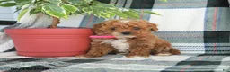 Cavapoo dogs for sale: April - Ad 3