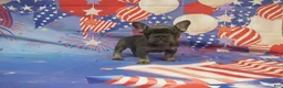 French Bulldog dogs for sale: AKC Lavender - Ad 3