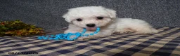 Bichon Frise dogs for sale: Blake - Ad 3