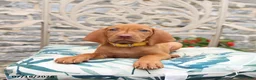 Vizsla dogs for sale: Ruby - Ad 3