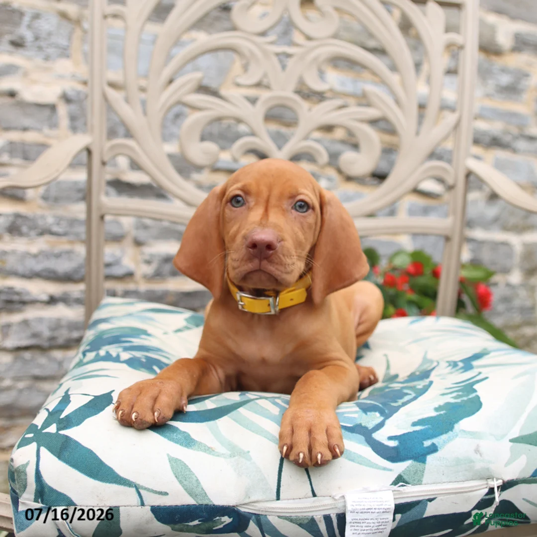 Vizsla dogs for sale: Ruby - Ad 3