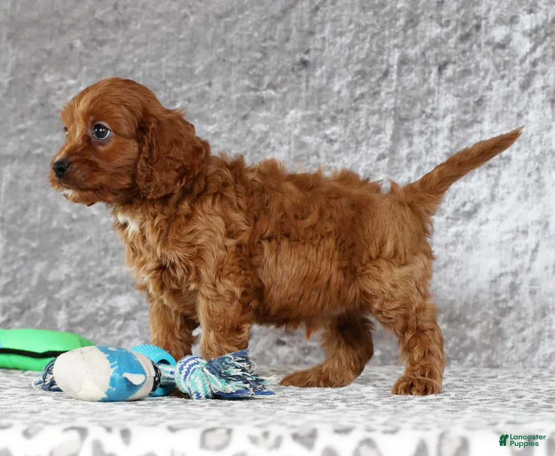 Cavapoo dogs for sale: Milo - Ad 6