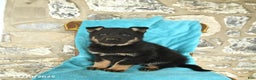 German Shepherd dogs for sale: Chloe - Ad 3