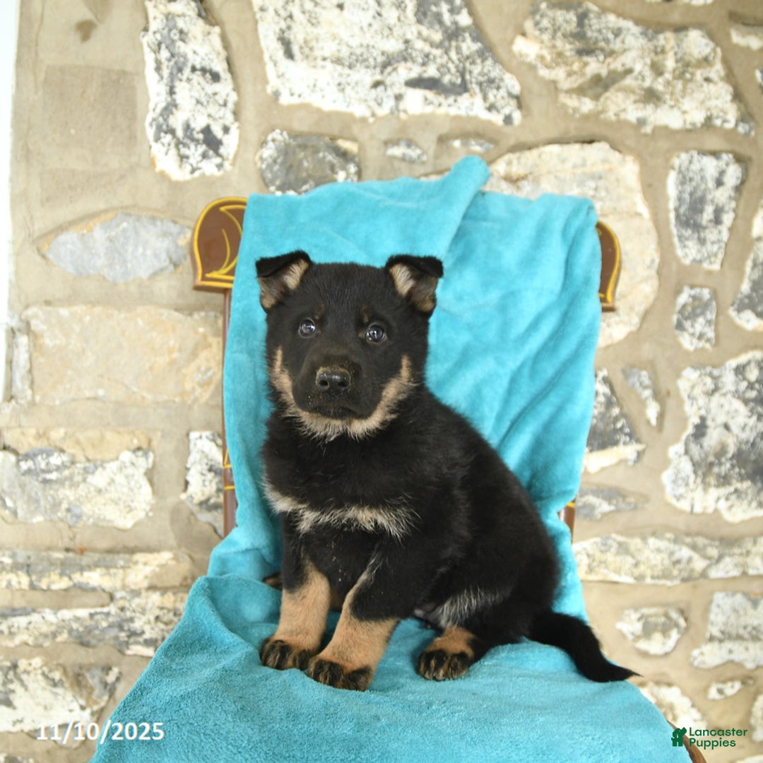German Shepherd dogs for sale: Chloe - Ad 3