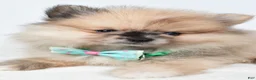 Pomeranian dogs for sale: Ace - Ad 3