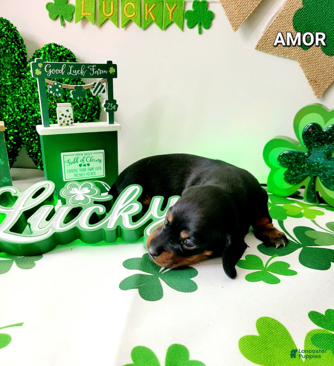 Miniature Dachshund dogs for sale: Amor - Ad 3