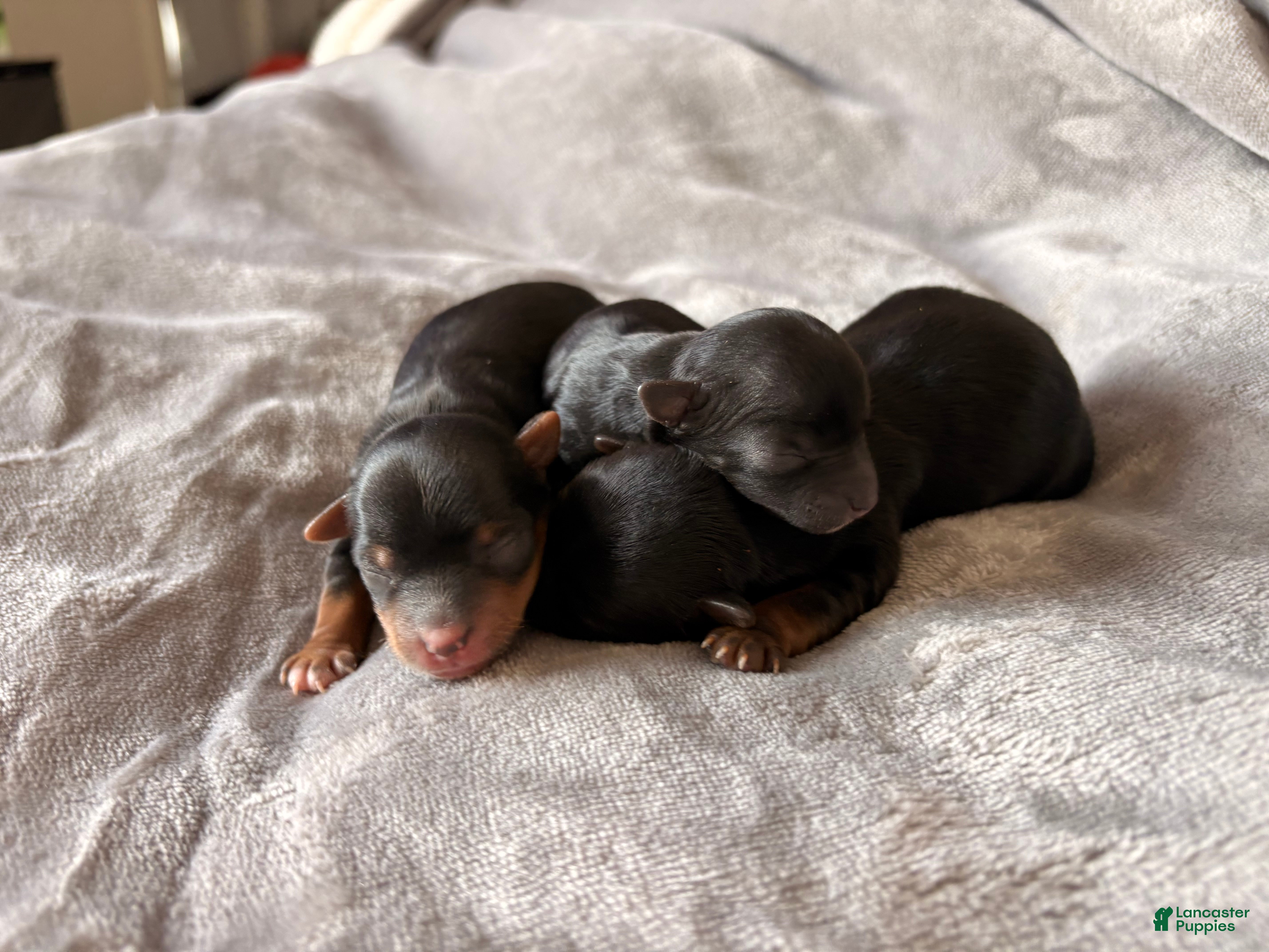 Yorkshire Terrier dogs Buttercup - Ad 16