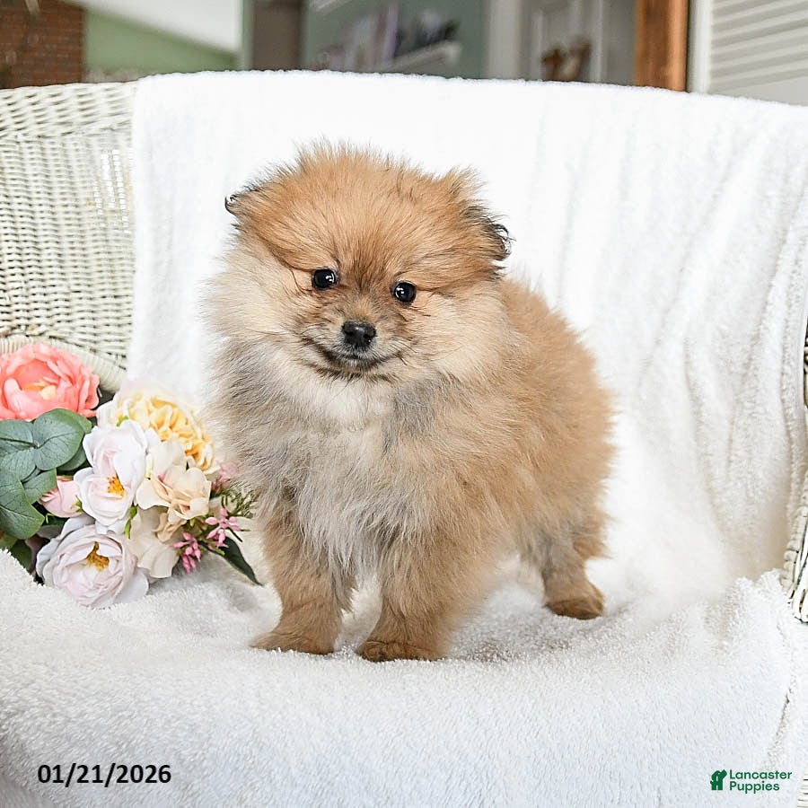 Pomeranian dogs Rusty - Ad 8