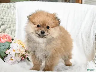 Pomeranian dogs Rusty - Ad 1