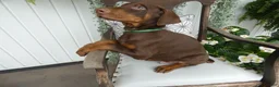 Doberman Pinscher dogs for sale: Doberman Pinscher 2 Duke - Ad 5