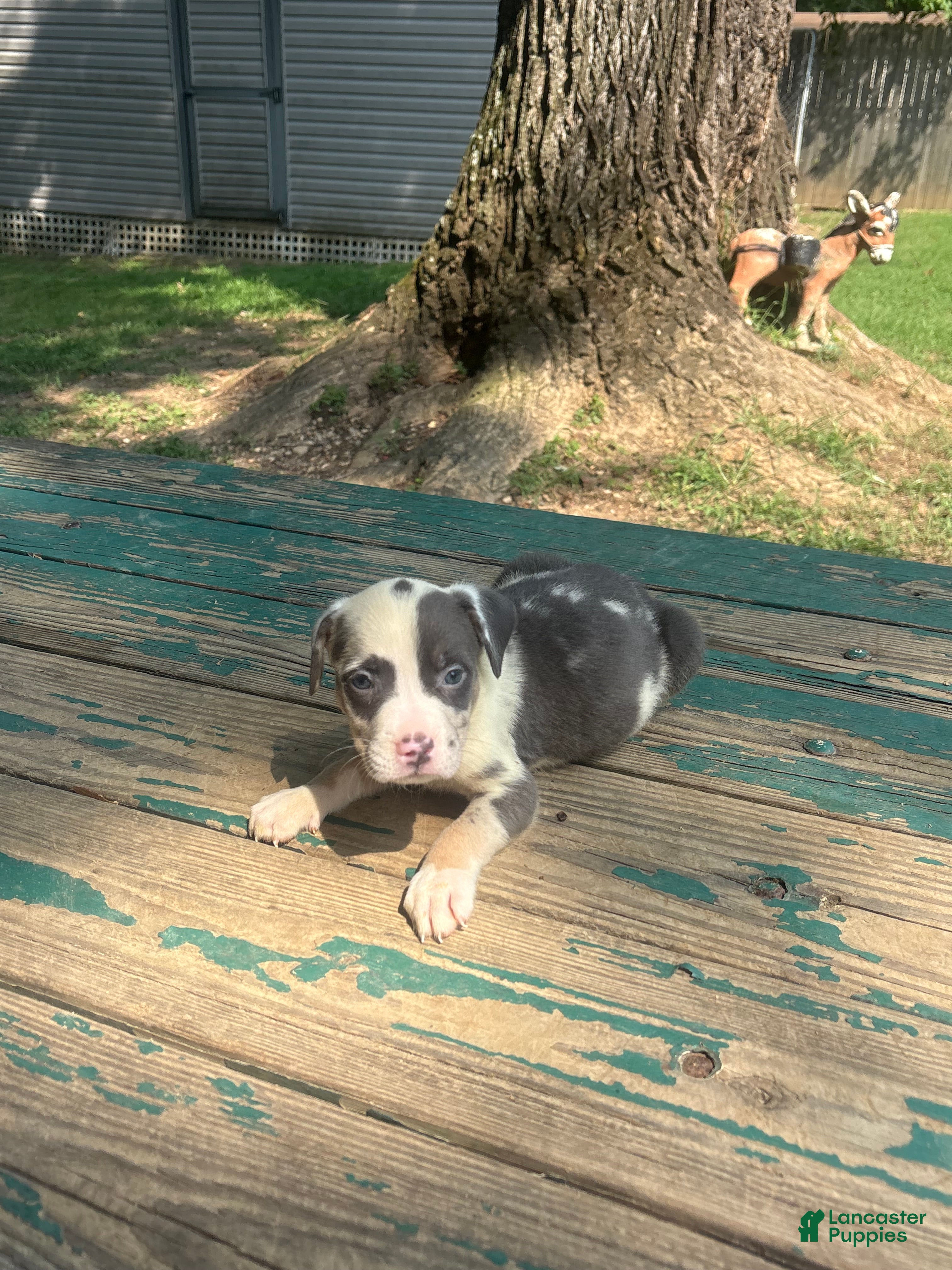 American Bully dogs Beauty - Ad 2