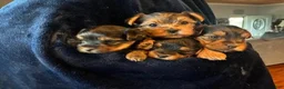 Yorkshire Terrier dogs for sale: Yorkshire Terrier 1 Chief - Ad 2