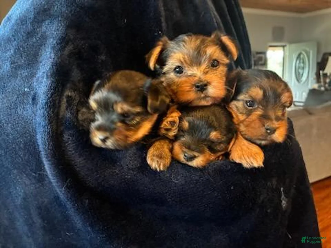 Yorkshire Terrier dogs for sale: Yorkshire Terrier 1 Chief - Ad 2