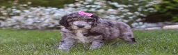 Newfypoo dogs for sale: Ally - Ad 4