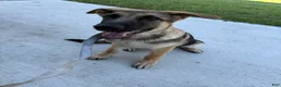 German Shepherd dogs for sale: Desert - Ad 2