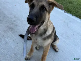 German Shepherd dogs Desert - Ad 2