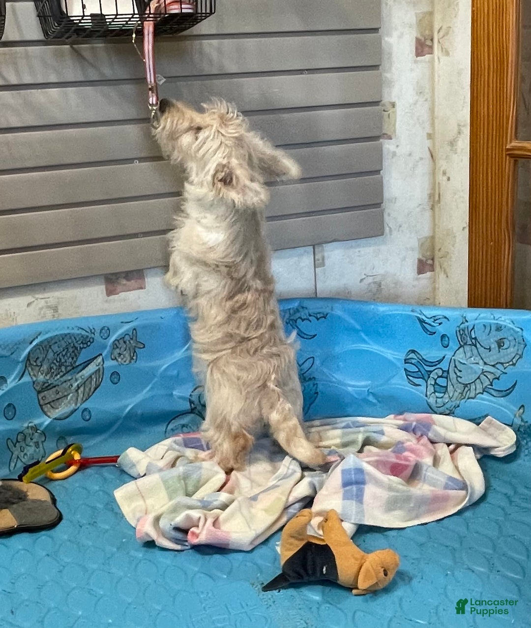 Scottish Terrier dogs for sale: Mason - Ad 7