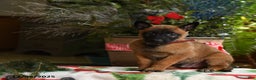 Belgian Malinois dogs for sale: Apple - Ad 2