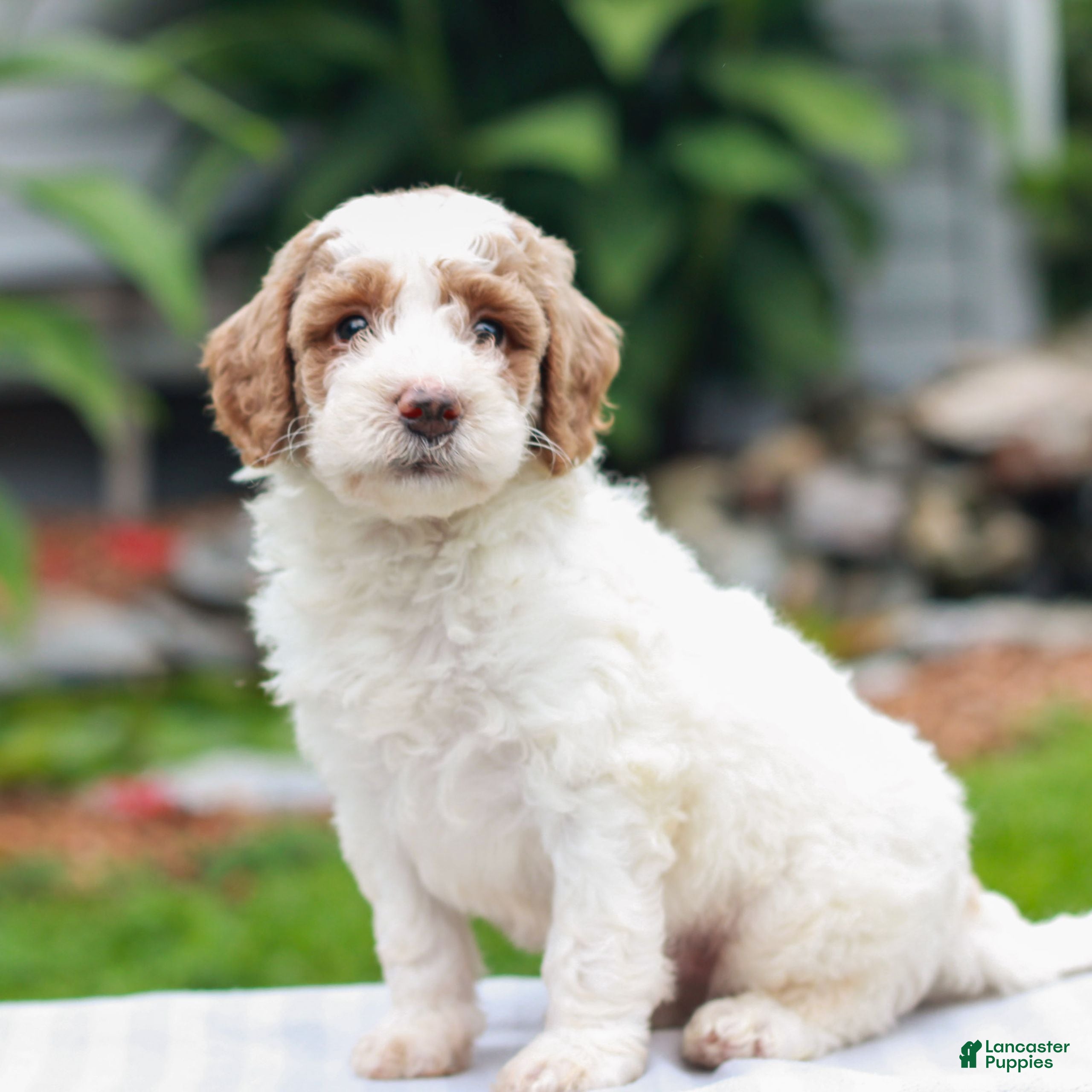 Miniature Labradoodle dogs Carson  - Ad 2