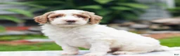 Miniature Labradoodle dogs for sale: Carson  - Ad 2