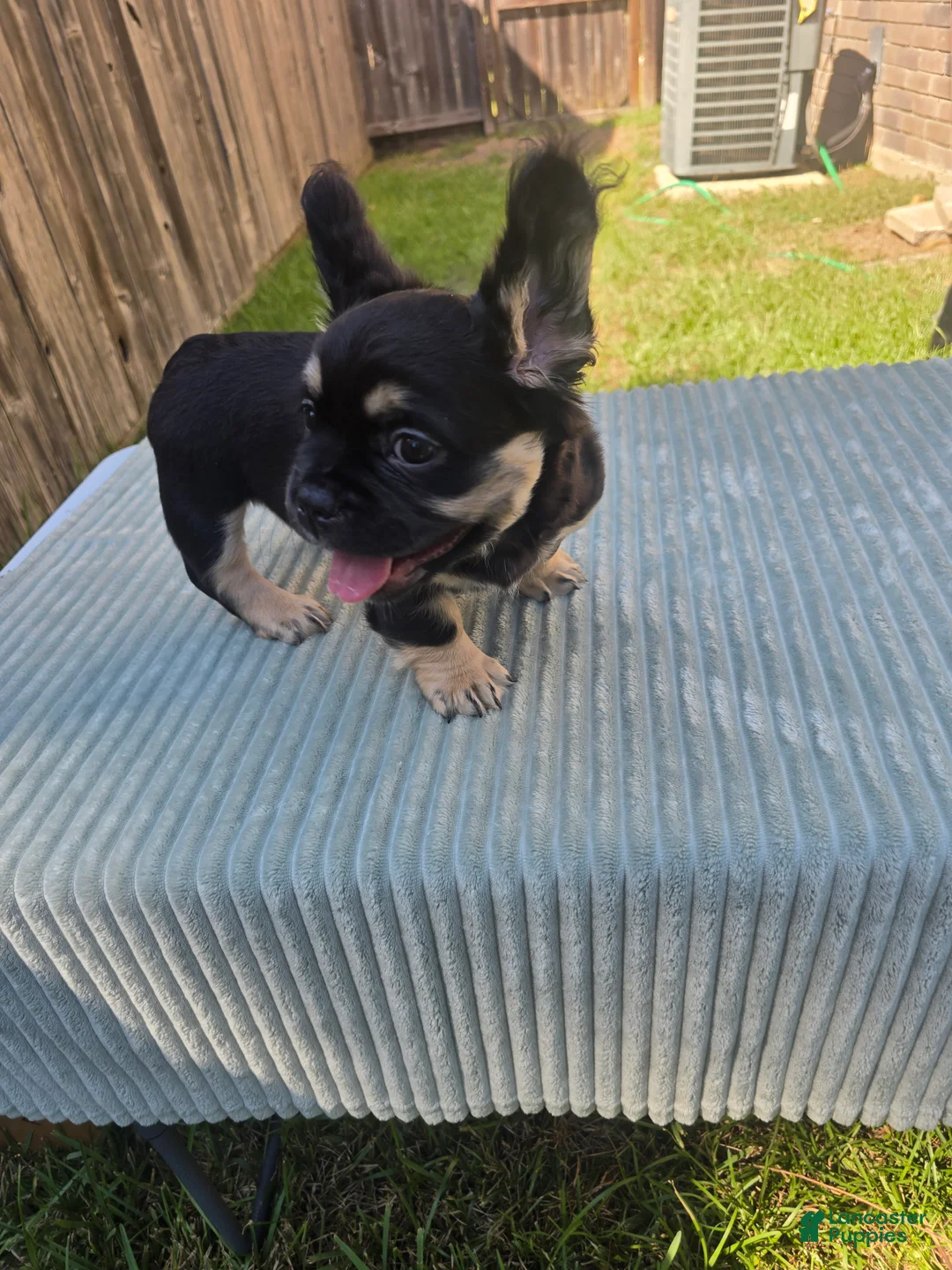 French Bulldog dogs for sale: French Bulldog 5 - Ad 1