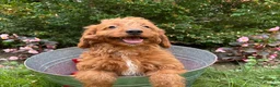 Goldendoodle dogs for sale: Arielle - Ad 1
