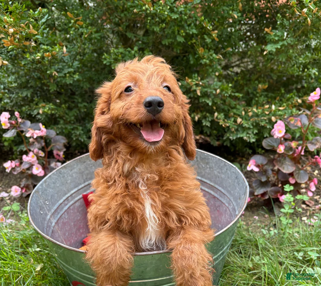 Goldendoodle dogs for sale: Arielle - Ad 1