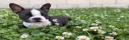 Boston Terrier dogs for sale: Clifford - Ad 9