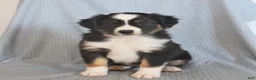 Miniature Australian Shepherd dogs for sale: Belle - Ad 5