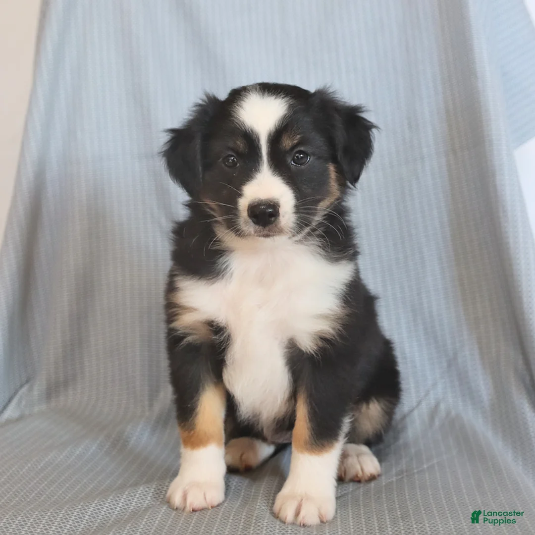 Miniature Australian Shepherd dogs for sale: Belle - Ad 5