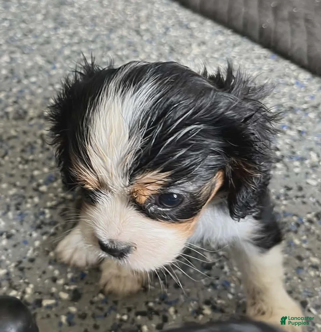 Cavalier King Charles Spaniel dogs for sale: Percy #2 Female - Ad 2