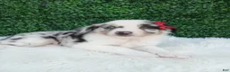 Australian Shepherd dogs for sale: Marshall  - Ad 3