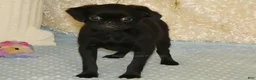 Brussels Griffon dogs for sale: Baxter - AKC - Ad 5