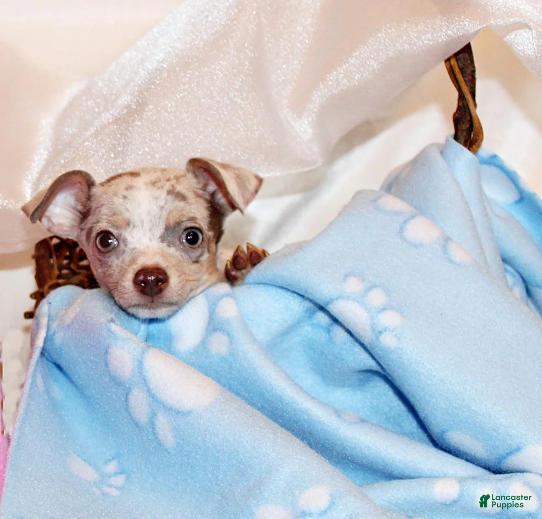 Chihuahua dogs for sale: Blakely - Ad 1