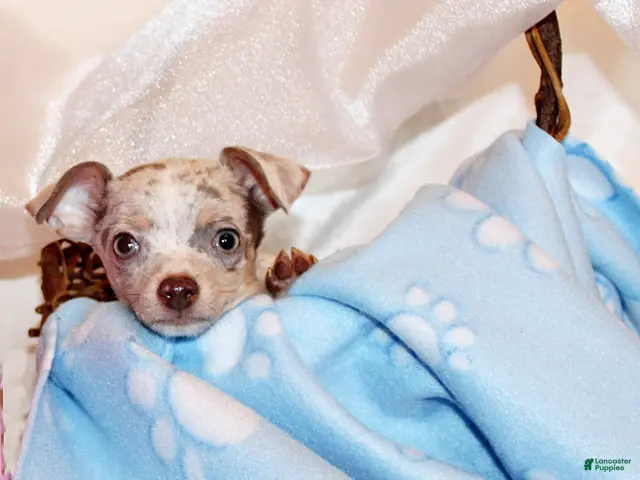Chihuahua dogs for sale: Blakely - Ad 1