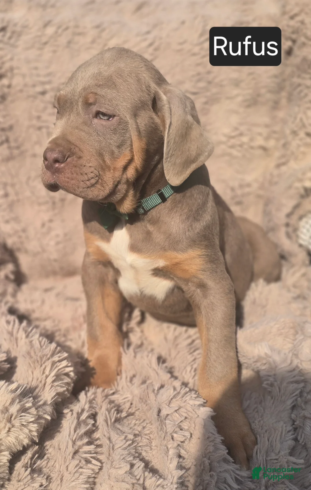 Cane Corso dogs for sale: Rufus - Ad 4