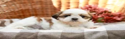 Shih Tzu dogs for sale: Anthony - Ad 6