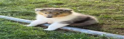 Collie dogs for sale: STARS & STRIPES will always Snuggle & Smile!  - AKC COLLIE PUP - Ad 3