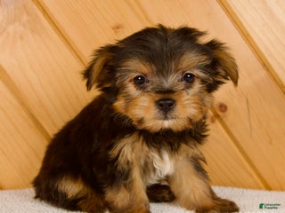Yorkshire Terrier dogs - Ad 11