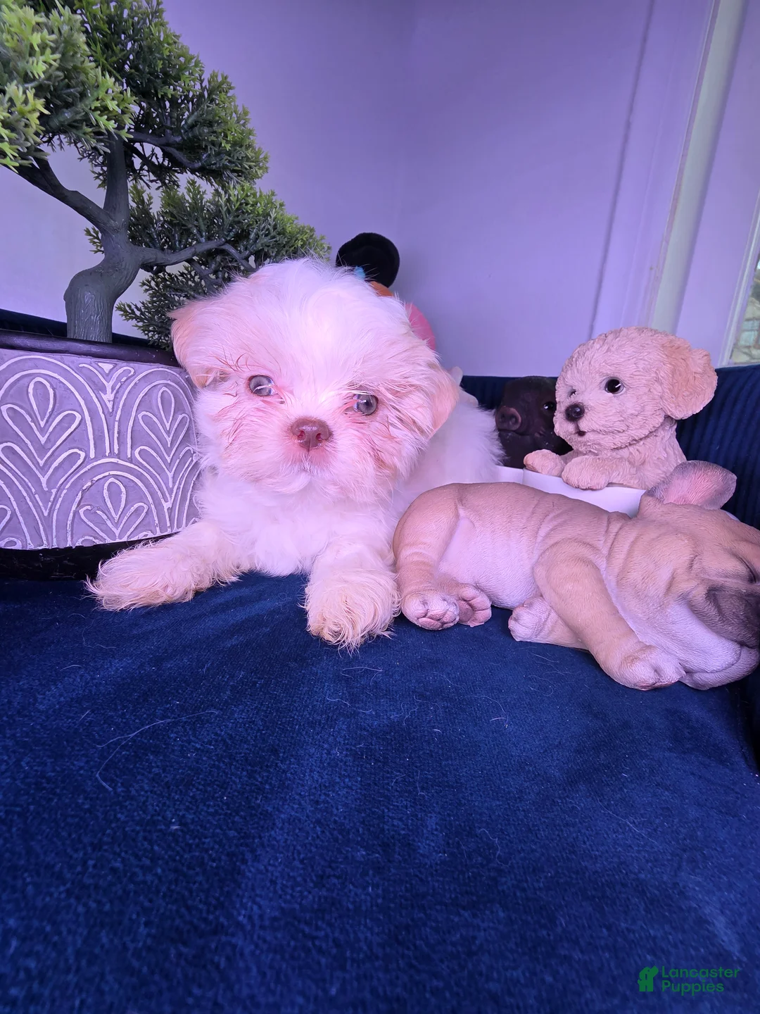 Shih Tzu dogs for sale: Shih Tzu Puppy 1 - Ad 6