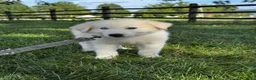 Great Pyrenees dogs for sale: Greta - Ad 4