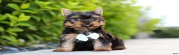 Yorkshire Terrier dogs for sale: Mitchell - Ad 3