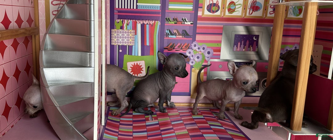 Mixed Breed dogs for sale: Cleopatra  - Ad 85